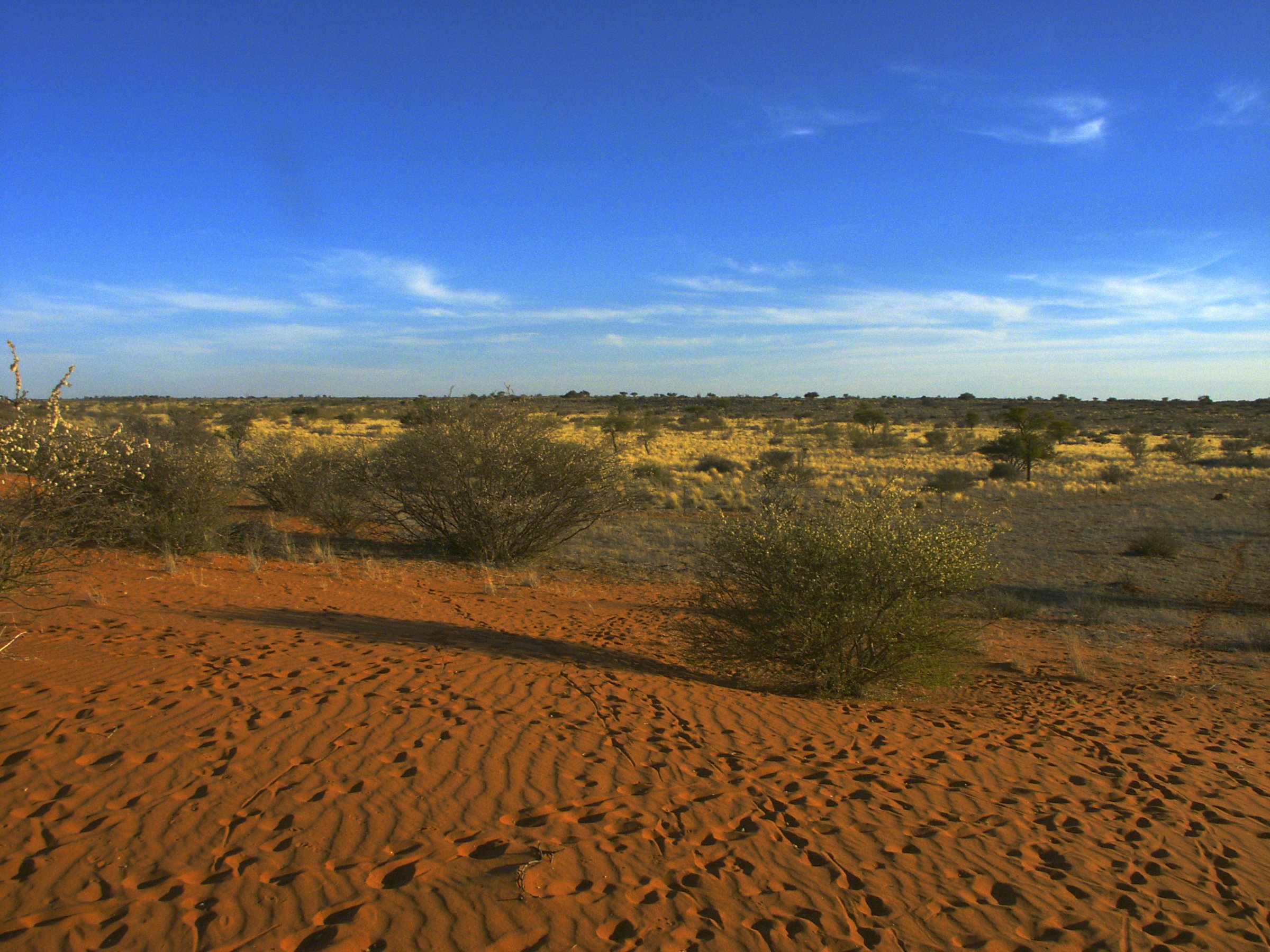 The Kalahari