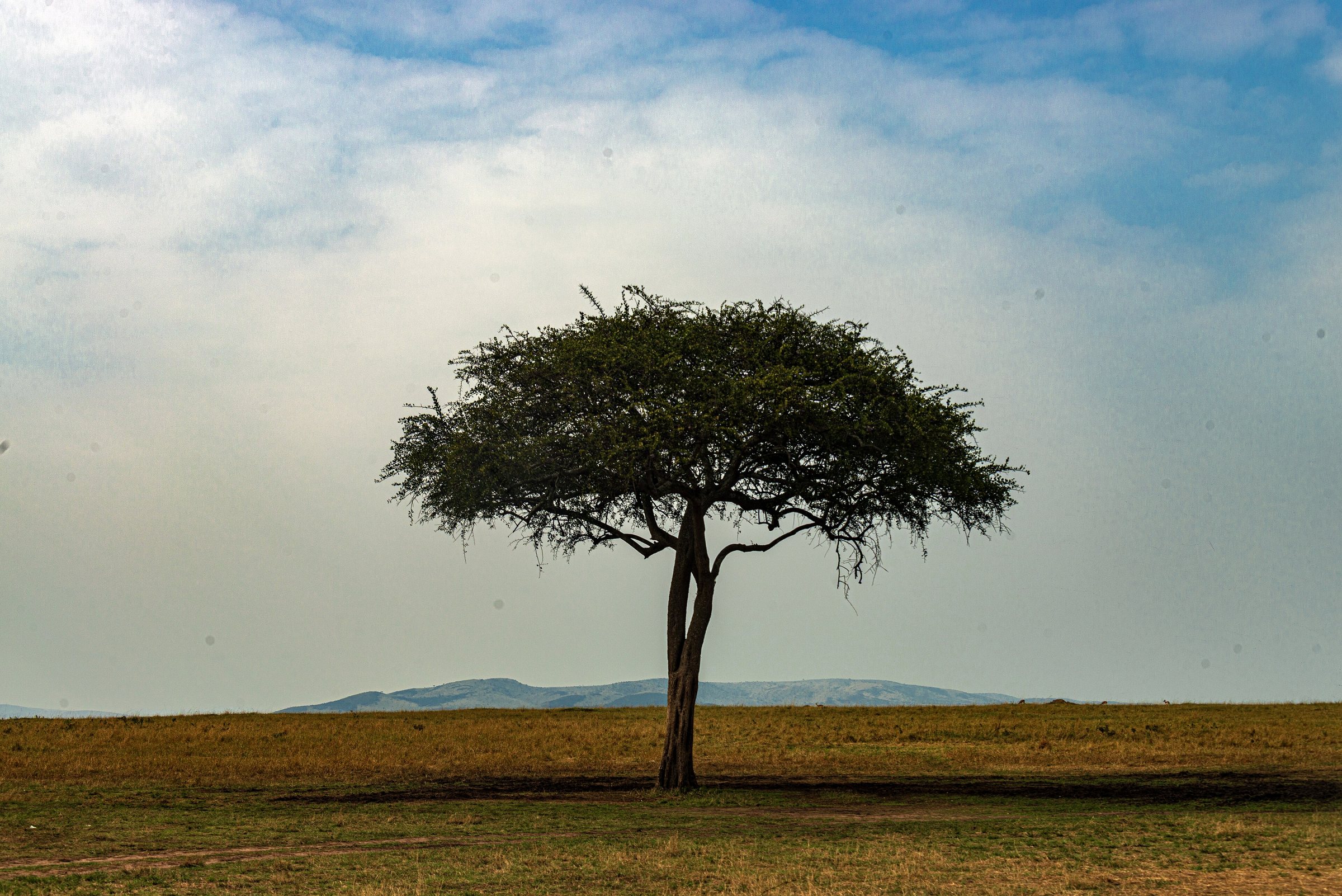 The Maasai Mara, Kenya