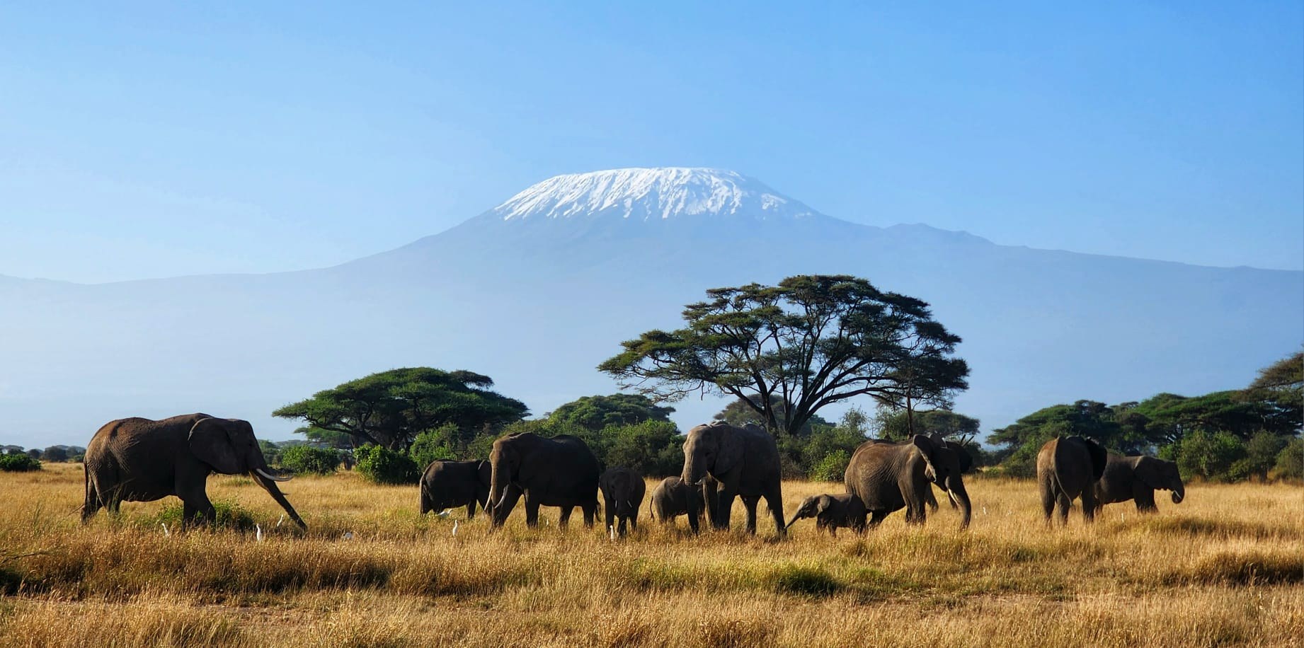 Elephants crossing golden grassland beneath snow-capped Kilimanjaro