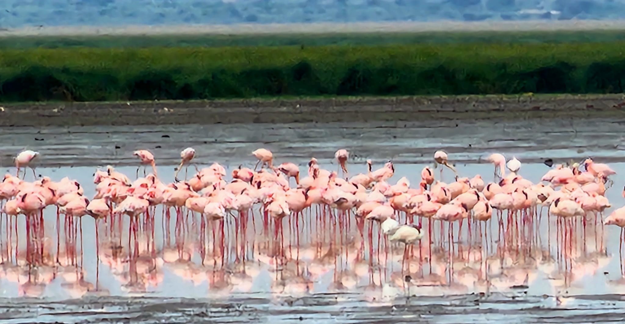Flamingos