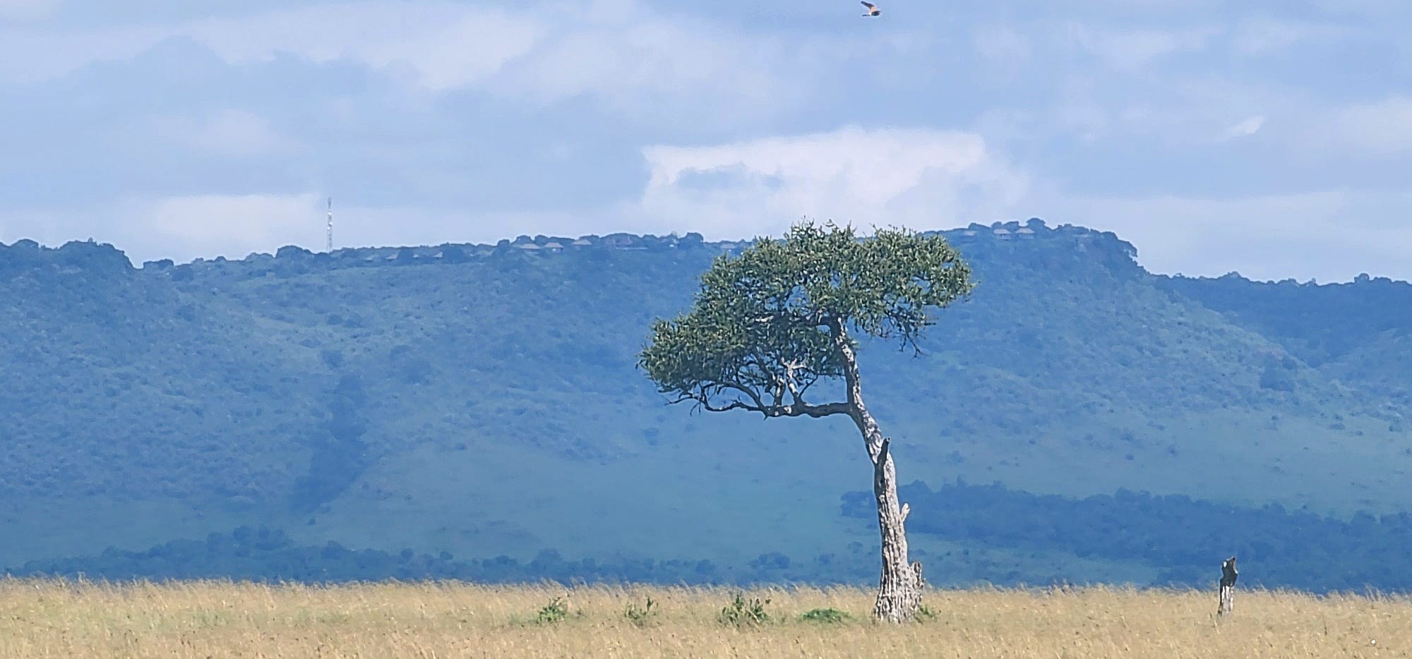 A lone acacia on the plains