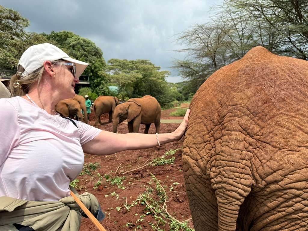 A guest gently touching a young elephant at an elephant nursery