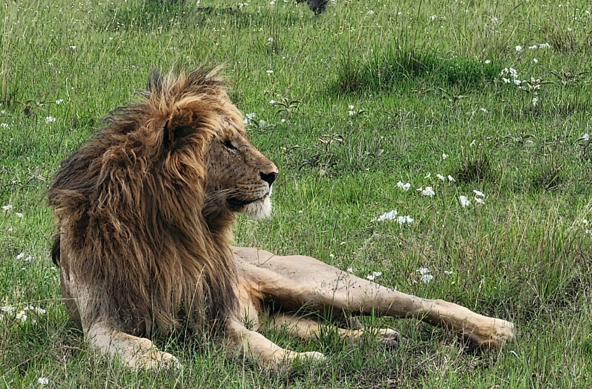 A lion at rest